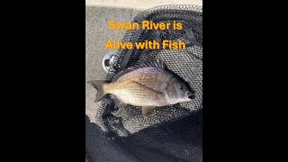 Swan River is Alive with Fish australia fishing [upl. by Aken]