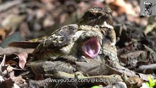 NIGHTJAR Chick is 19 days old [upl. by Aire]