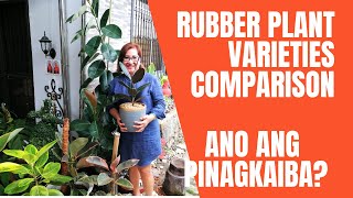 RUBBER PLANT VARIETIES FICUS ELASTICA  COMPARISON  ANO ANG PINAGKAIBA [upl. by Hetti477]