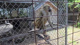 16 Greenview Aviaries Park Zoo and Game Farm Ontario Canada 🇨🇦 [upl. by Sedda]