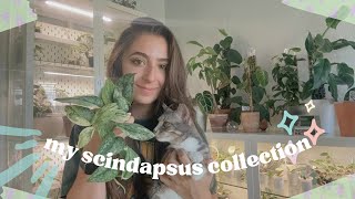 I Can’t Get Enough of My Scindapsus Collection 🤍🍃 [upl. by Adikram464]