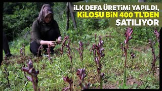 Giresunda İlk Defa Üretilen Salep Tarlasında Hasat Yapıldı Kilosu Bin 400 TL [upl. by Rise]