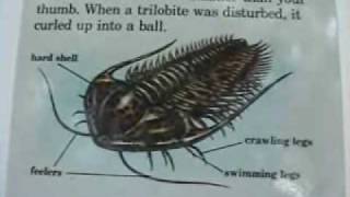 Introduction to Trilobites pt 1 of 2 [upl. by Secnarfyram]