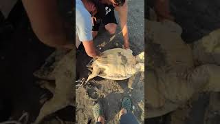 CARETTA CARETTAYI KURTARDILAR tam hali [upl. by Anoerb]