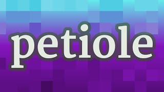 PETIOLE pronunciation • How to pronounce PETIOLE [upl. by Mott]