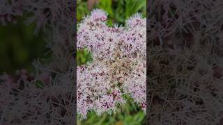 Eupatorium cannabinum L flowers plant [upl. by Esahc793]