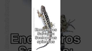 Te platico de Sceloporus spinosus lagartijas lagartija reptiles herpetologia fyp shorts short [upl. by Alwyn]