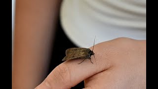 Bogong Moths  Written In The Stars [upl. by Ahsienaj]