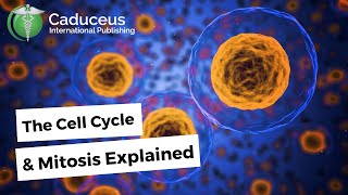 The Cell Cycle and Mitosis Explained With 3D Animations [upl. by Ttik361]