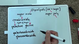 Classifying Glycolipids [upl. by Sousa]