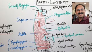 Pharynx1 Constrictors [upl. by Deborath]