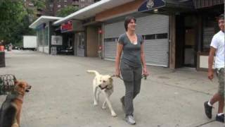 Labrador Learns to Walk on the leash  Dog Training  DCTK9  Part 3 [upl. by Noe]