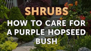 How to Care for a Purple Hopseed Bush [upl. by Radnaxela610]