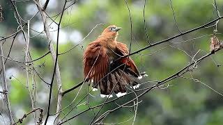 2104 Malkoha Raffless cleaning preening 8210 1 [upl. by Hutchinson]