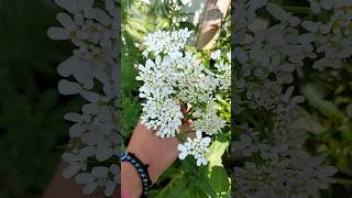 Candytuft flower plant for rock wallstone garden or rode side edges 🌿 [upl. by Werdna51]