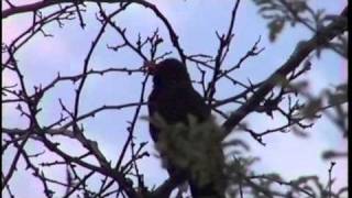 Blackbird mimicking lorry reversing noise [upl. by Cassey872]