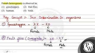 Female heterogamety is observed in 1 grasshoppers 2 fruit flies 3 humans 4 birds [upl. by Asilana]