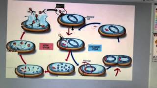 Lytic v Lysogenic Cycles of Bacteriophages [upl. by Carmina141]