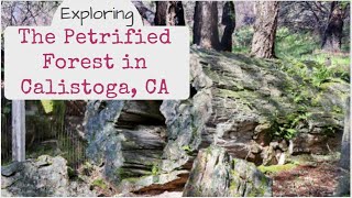 Exploring the Petrified Forest in Calistoga CA [upl. by Ynnor]