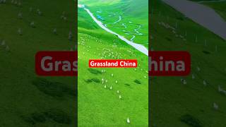 Grassland Chinayoutubeshorts shortsvideo viralshorts [upl. by Eseerehc]