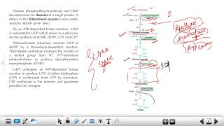 CSIR PYQs Biosynthesis of Pyrimidine Nucleotides  Inhibitors amp Regulation [upl. by Wollis]