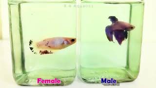 Male Betta Fish Reaction towards Female Betta Fish  Male Betta Flaring at Female Betta Fish [upl. by Estrella638]