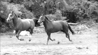 Galloping Horses [upl. by Xuerd]