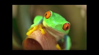 Researching Chytridiomycosis [upl. by Nerdna775]