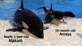 7 Interesting Facts About Killer Whale Development [upl. by Harriott]