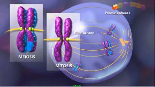 Meiosis  Plants and Animals [upl. by Sauers]