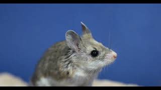 grasshopper mouse [upl. by Eninaj]