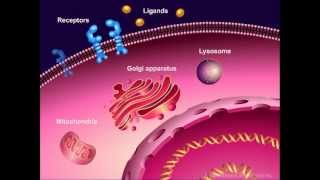 Introduction to Cancer Biology Part 1 Abnormal Signal Transduction [upl. by Warrin]