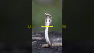 Top 5 Most Dangerous Snakes in Africa action snake adventure [upl. by Gothurd]