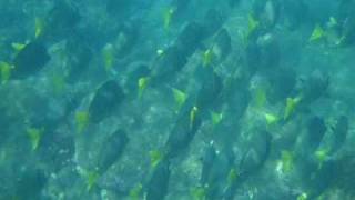 Snorkeling in Manzanillo [upl. by Eisus290]