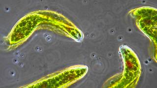 Euglena  Flagellum movement in phase contrast [upl. by Nylahs331]