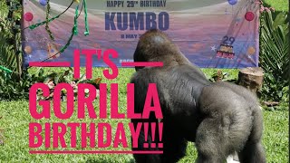 Ragunan Zoo Gorilla quotKumboquot Birthday [upl. by Secnarfyram914]