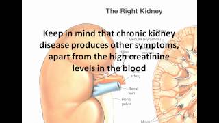 Creatinine Levels  What Do They Mean and How To Lower Them [upl. by Mcclish]