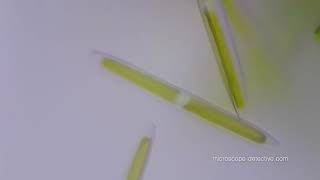 Pond Water under Microscope [upl. by Trina]