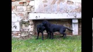 Labrador Retriever Fanworts Bill Robin und Roume vom Kastell Stegraifepach Muffin [upl. by Rasec]