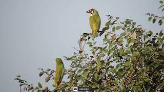 coppersmith barbetwildlifebirds [upl. by Ennairoc]