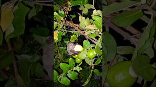 Bat eating guava at midnight youtubeshorts bat viralvideo [upl. by Aronael]