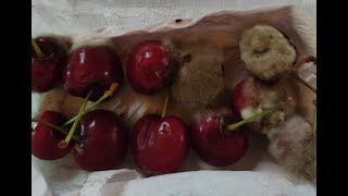 Conociendo al enemigo Botrytis en cerezos [upl. by Nosnehpets]