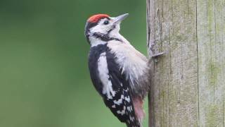 Great Spotted Woodpecker [upl. by Ardnaxila]