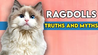 Are Ragdoll Cats Affectionate This Is What You Need To Know [upl. by Yralih]