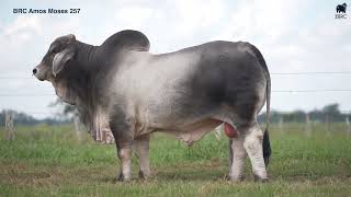 BRC Amos Moses 257  September 2024  USA National Champion Bull [upl. by Annalise]