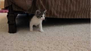 Quick Kitten Update 5 Weeks Old [upl. by Modesty]