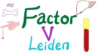 Factor V Leiden  Hypercoagulability  Bleeding and Coagulation Disorders  Hematology [upl. by Aeel]