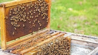 Apiculture  lorganisation des abeilles dans la ruche  Truffaut [upl. by Stepha]