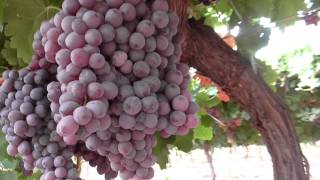 Managing Botrytis in the vineyard [upl. by Ise]