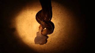 Leopard Slugs Mating HD [upl. by Nerte]